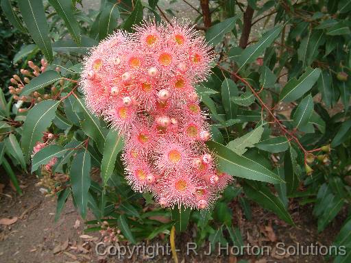 Eucalyptus hybrid (poss. Summer Beauty)_2 